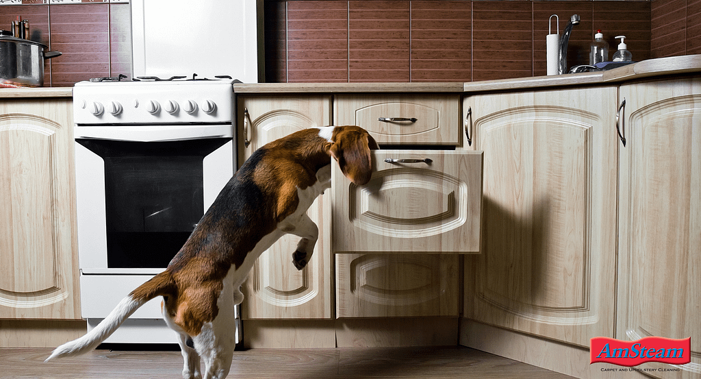puppy proofing your home. Latch your cabinets and cupboards