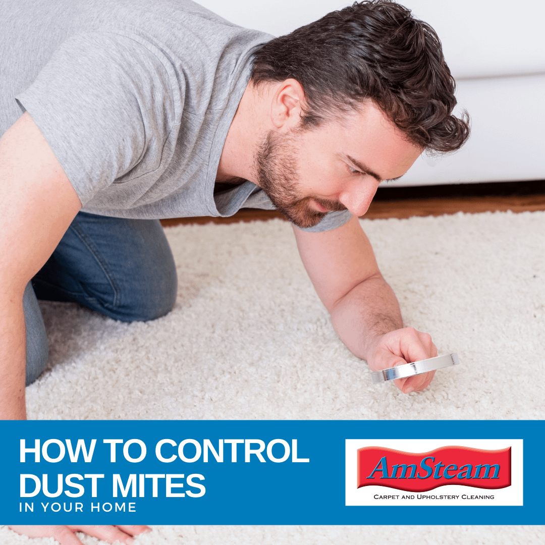 6 Ways to Control Dust Mites in Your Home