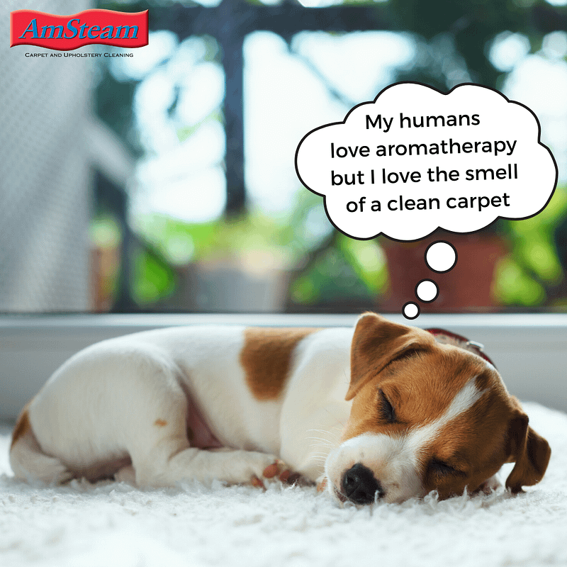 Puppy sleeping on carpet, saying "My humans love aromatherapy but I love the smell of a clean carpet!"